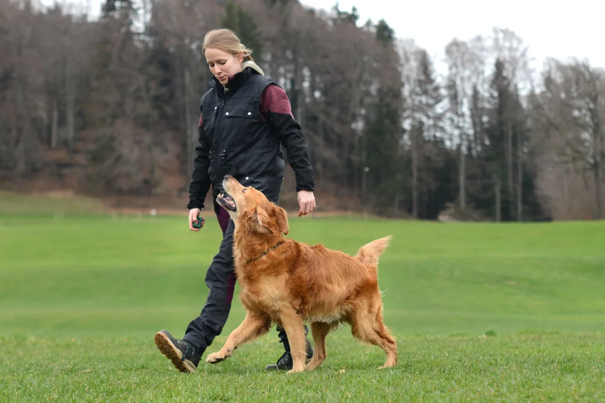 Scar und sein Frauchen zeigen Harmonie. Man sieht einen Golden Retriever beim Training für den Hundesport.