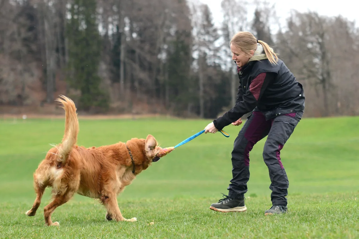 Auch während des Trainings darf Scar manchmal einfach nur Hund sein. Man sieht einen Golden Retriever beim Training für den Hundesport.