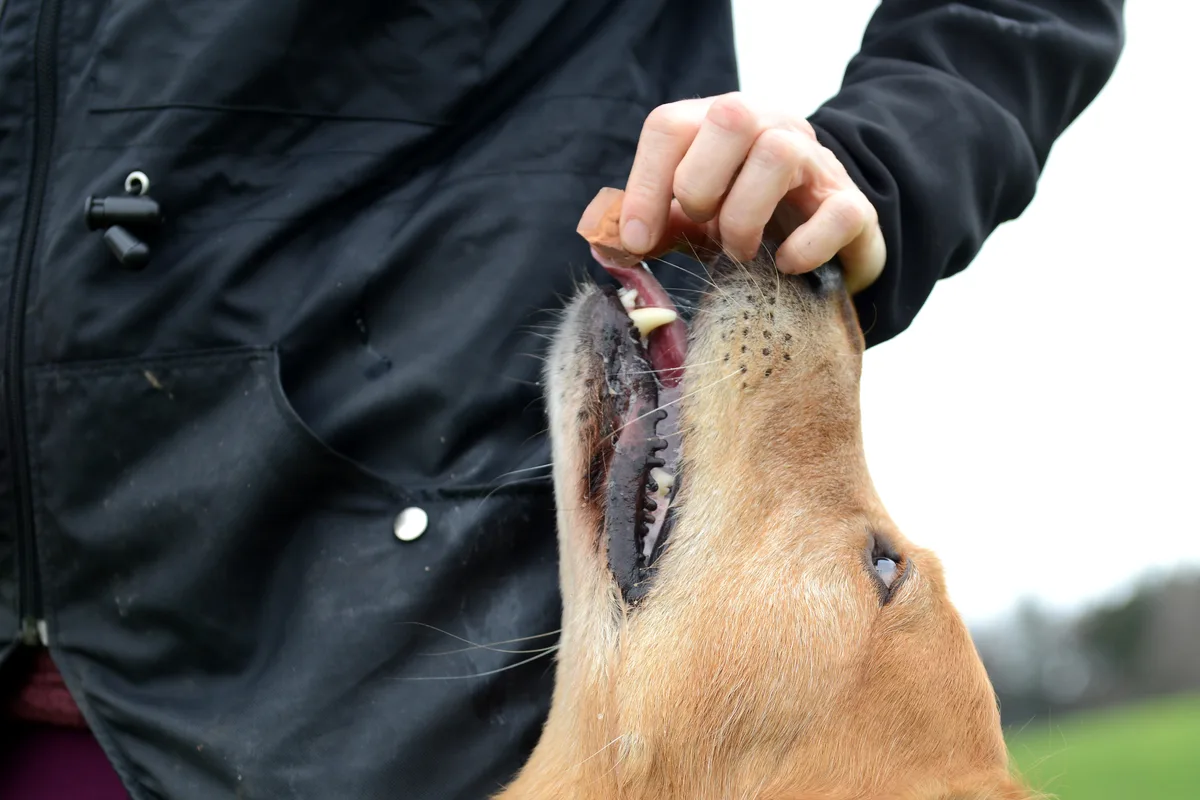 Wenn er etwas gut macht, dann gibt es sofort eine Belohnung. Man sieht einen Golden Retriever beim Training für den Hundesport.