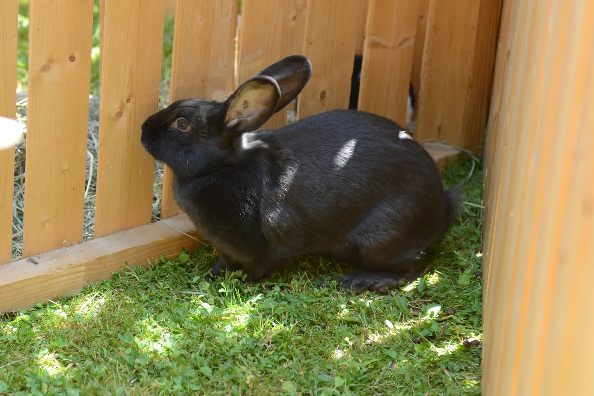 Was da draussen wohl ist? Ein schwarzes Kaninchen sitzt im Gras und kuckt.