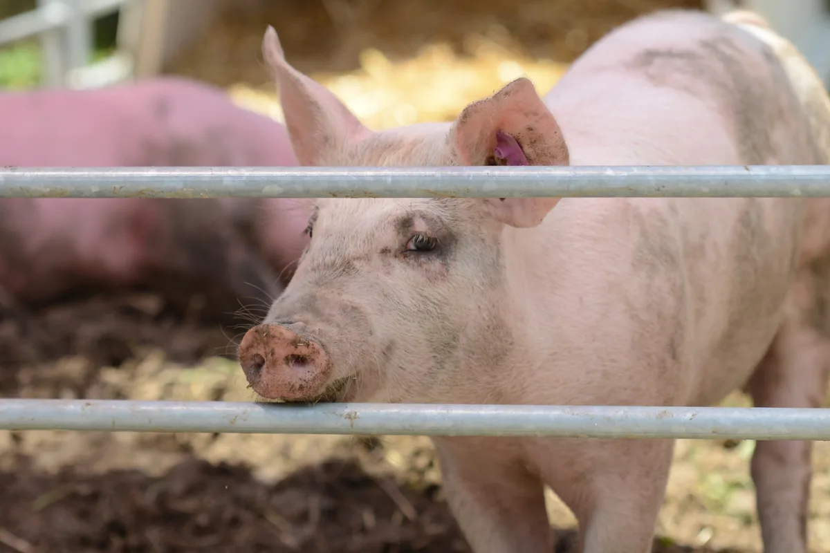 Wer nicht? Dieser Blick… Ein Schwein schaut durchs Gatter.