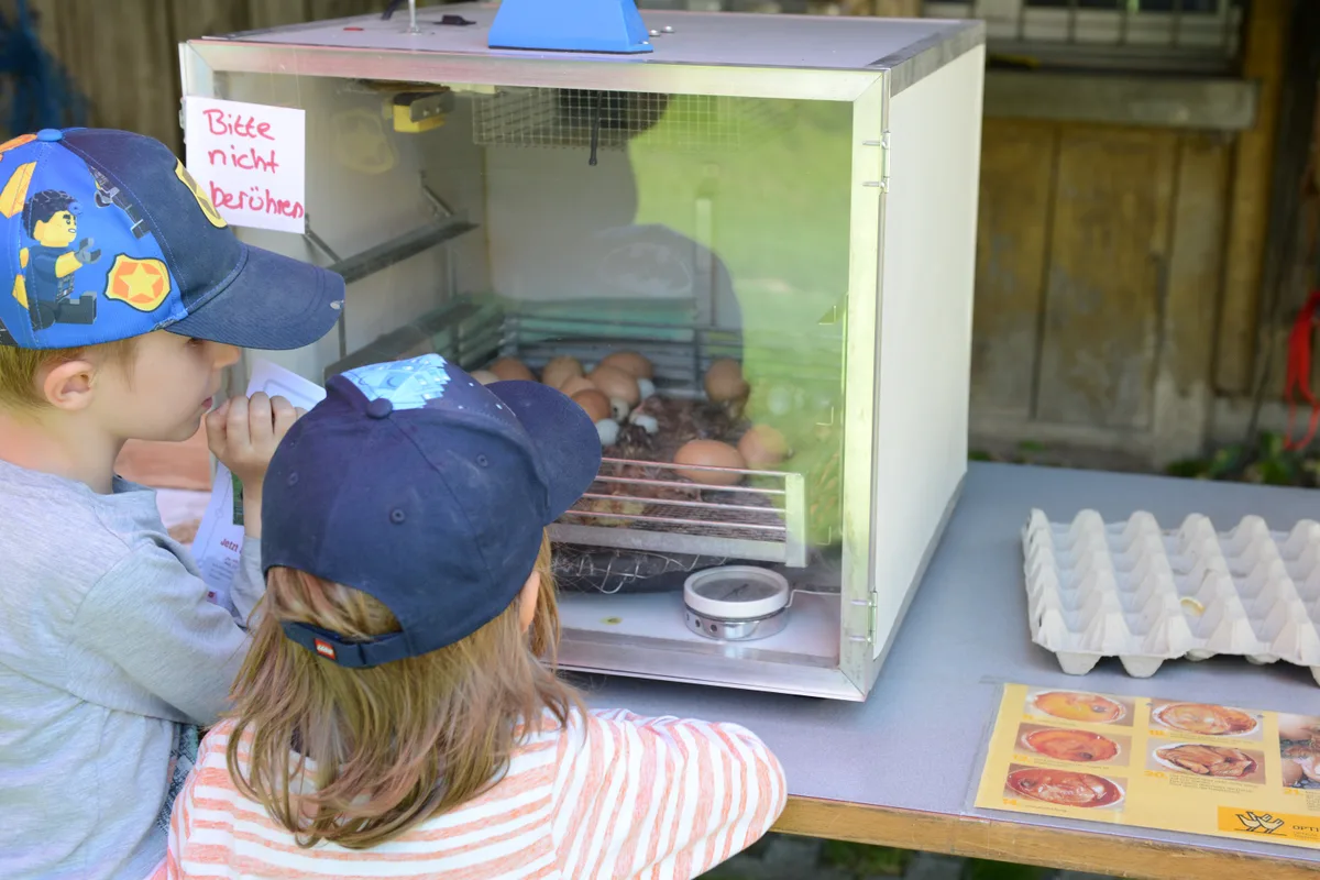 Der Brutkasten mit den schlüpfenden Küken war sehr beliebt bei den Kindern. Zwei Kinder schauen Wachteln beim Schlüpfen zu.