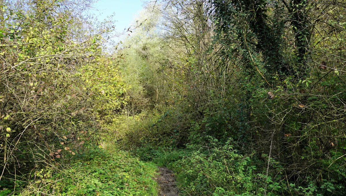Man sieht ein Waldstück.