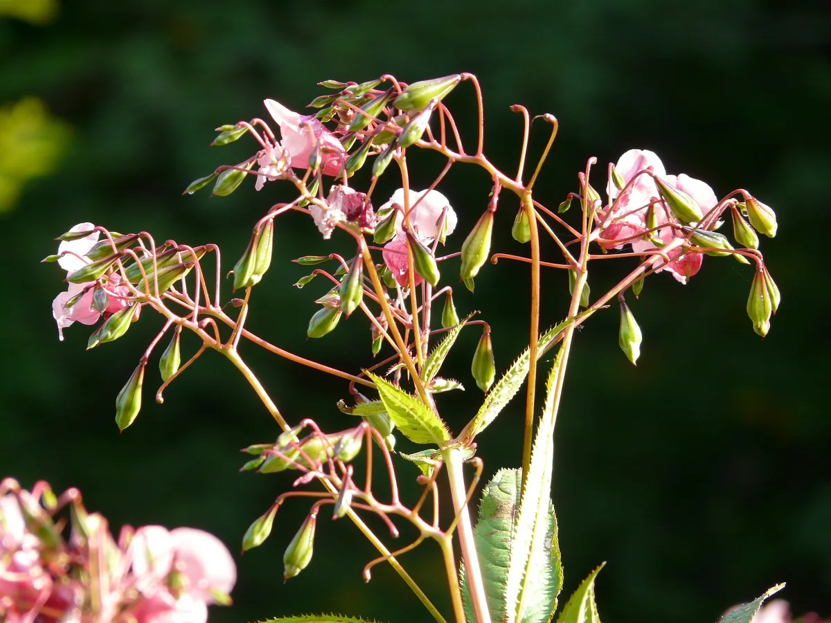 Das Drüsige Springkraut breitet sich über grosse Distanzen aus. Man sieht eine Pflanze mit pinken Blüten.