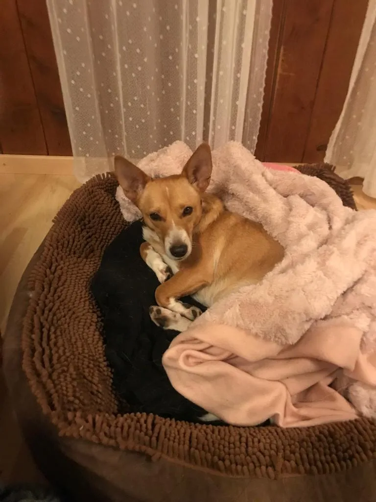 Man sieht einen Hund im Körbchen, mit einer Decke.