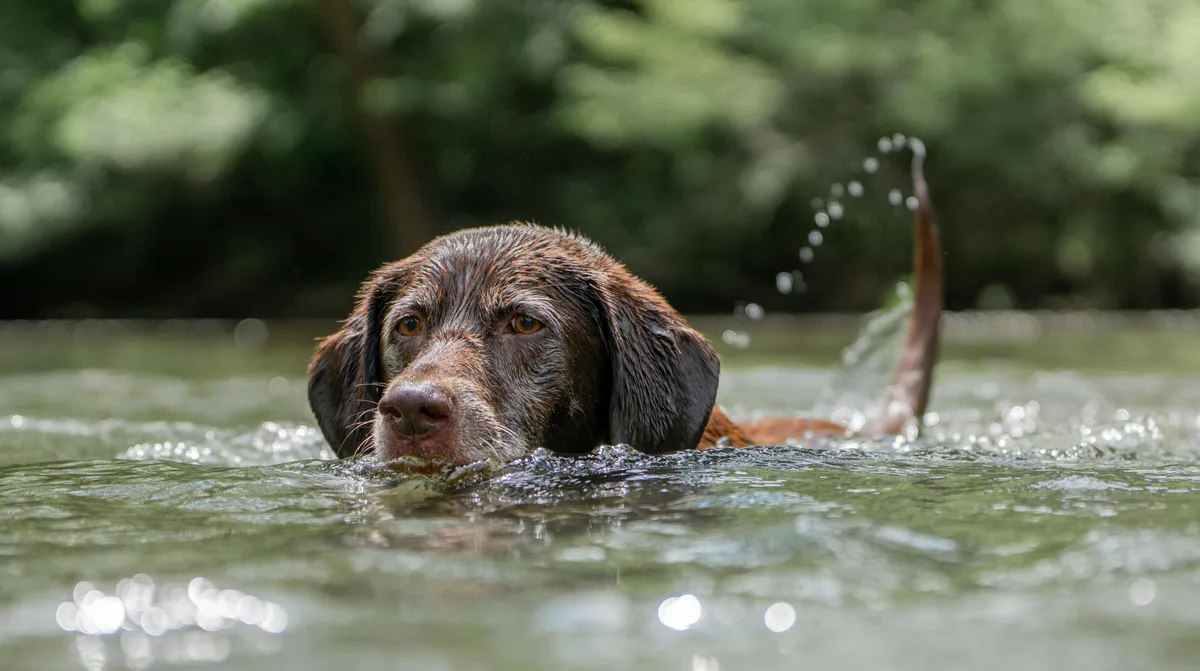 Im Hundeschwumm zur Abkühlung. Aber aufgepasst: Der Hund darf nicht zu viel Wasser trinken. Man sieht einen schwimmenden Hund.