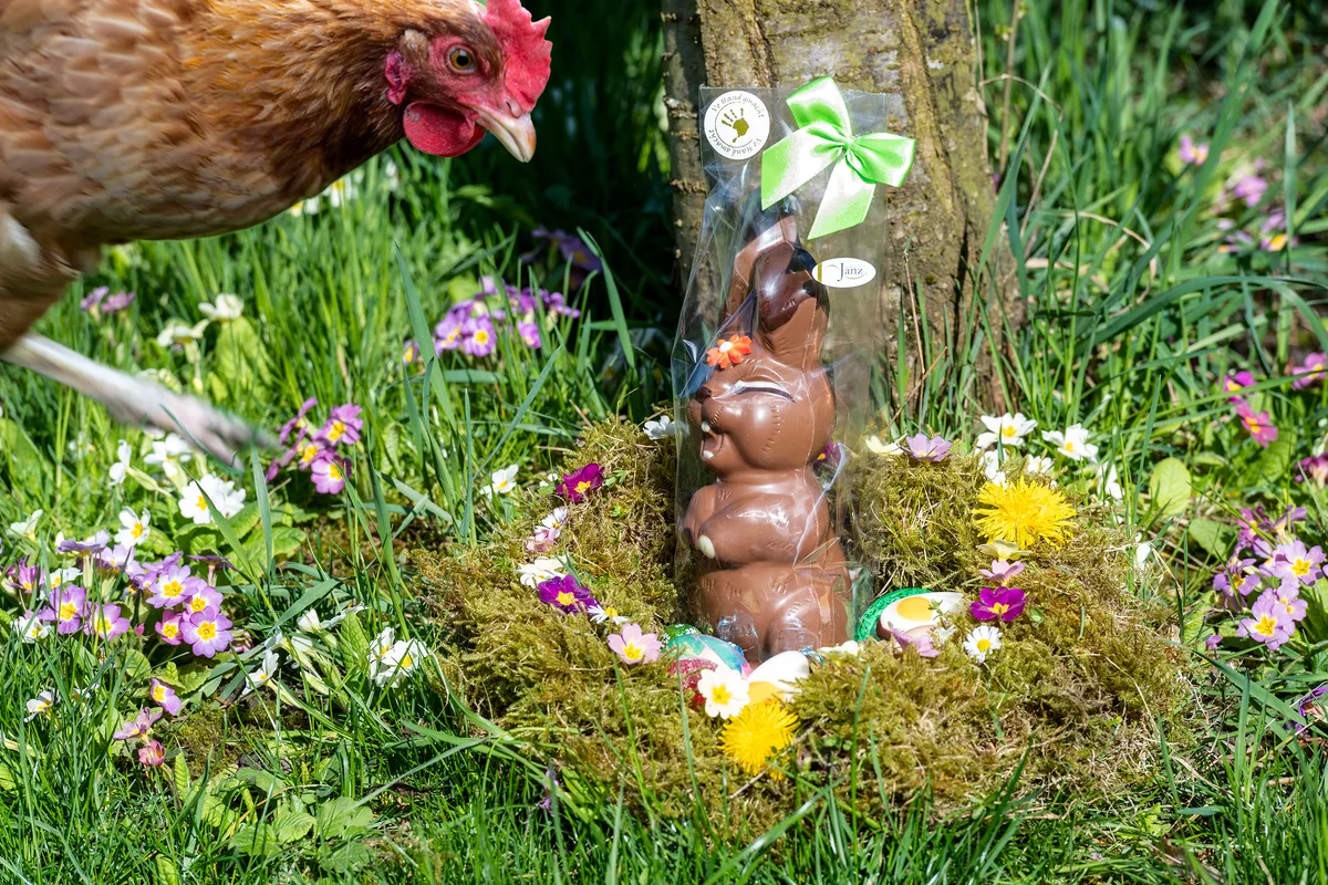Sie staunten wohl nicht schlecht, als sie den Schoggihasen in ihrem Gehege entdeckten. Ein Osternestli mit Schoggihasen, das von einem Huhn gefunden wurde.