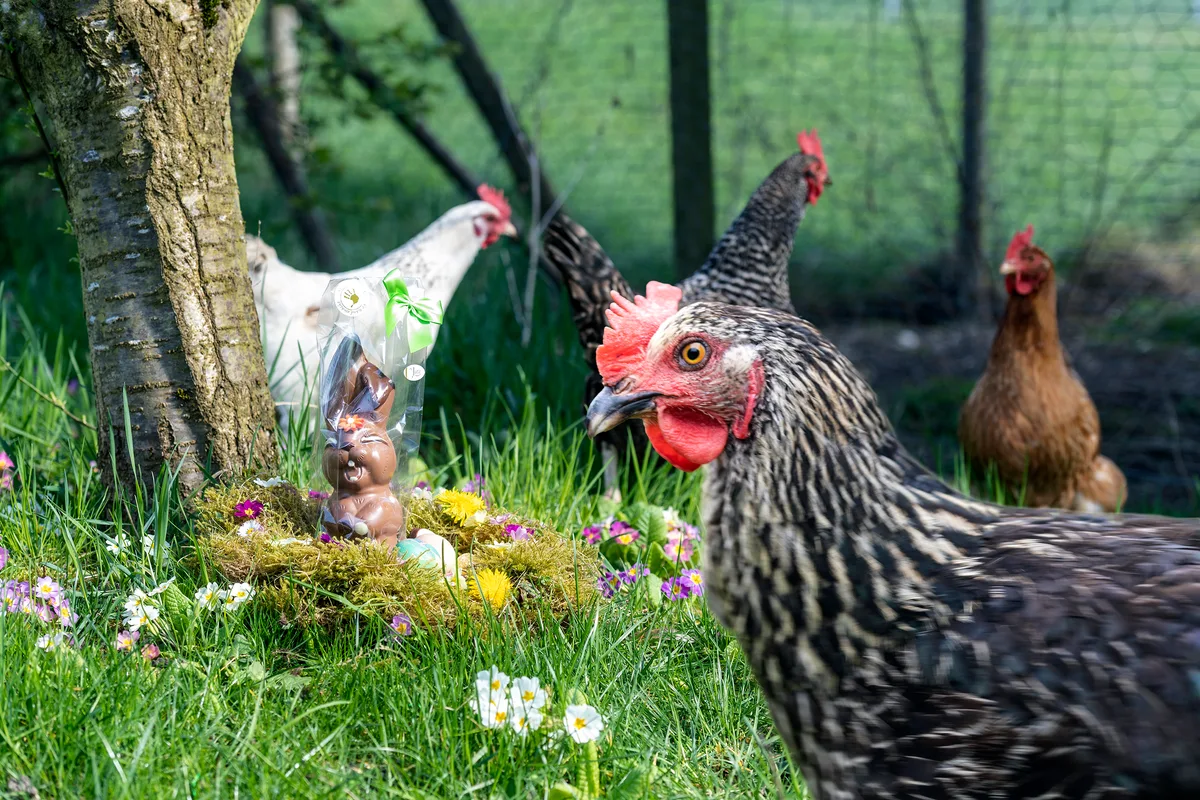 Auch diese Hühner in Wila waren früh auf und haben als Einzige den Osterhasen gesehen. Sie sind entzückt von seiner Arbeit. Man sieht Hühner und dazwischen einen Schoggihasen.