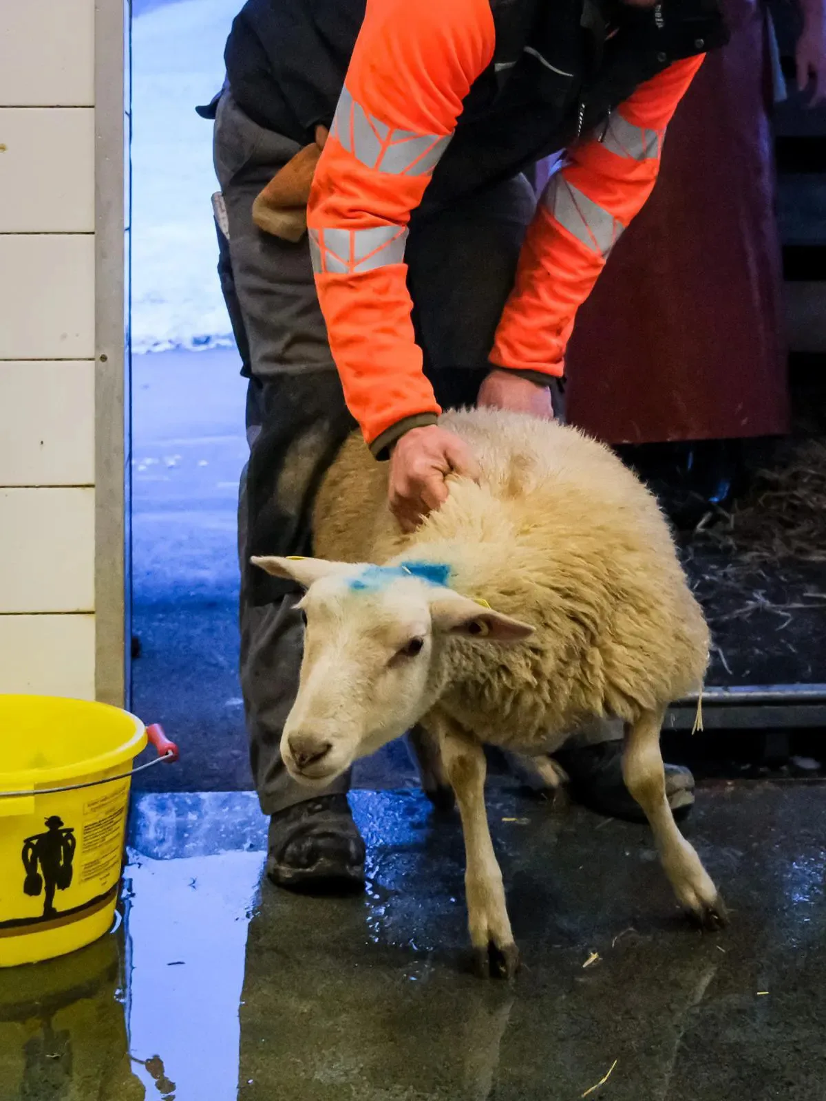 Dieses Lamm ist eines der letzten Tiere, die in Gundetswil geschlachtet worden sind. Man sieht ein Lamm, das von einem Mann festgehalten wird.