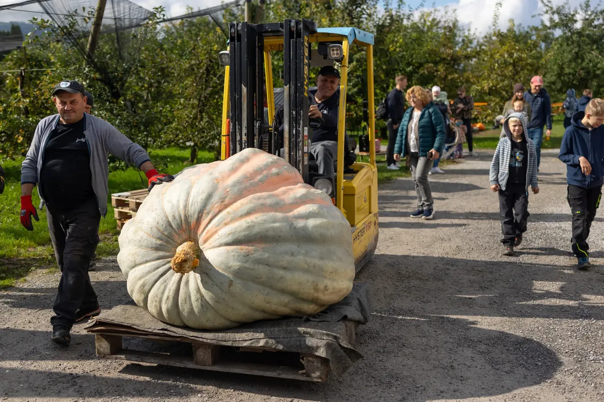 Ein riesiger Kürbis wird transportiert.