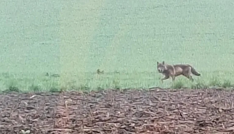 Man sieht einen Wolf auf einem Acker.