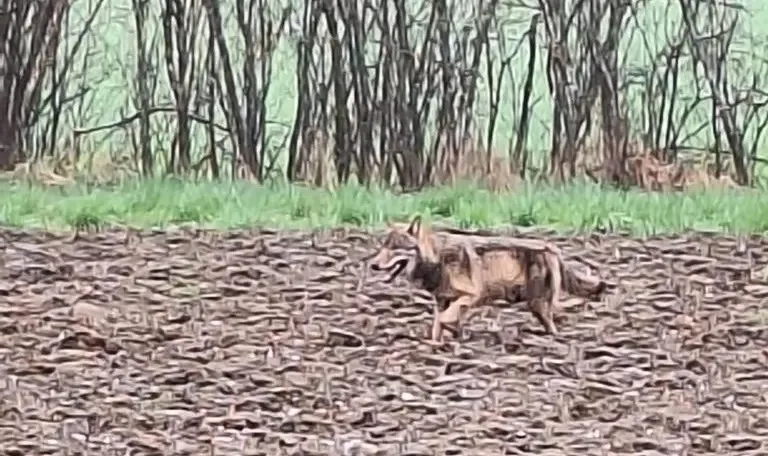 Mehrere Experten kamen anhand der eingereichten Fotos zum Schluss, dass es sich beim gesichteten Tier höchstwahrscheinlich um einen Wolf handelt.