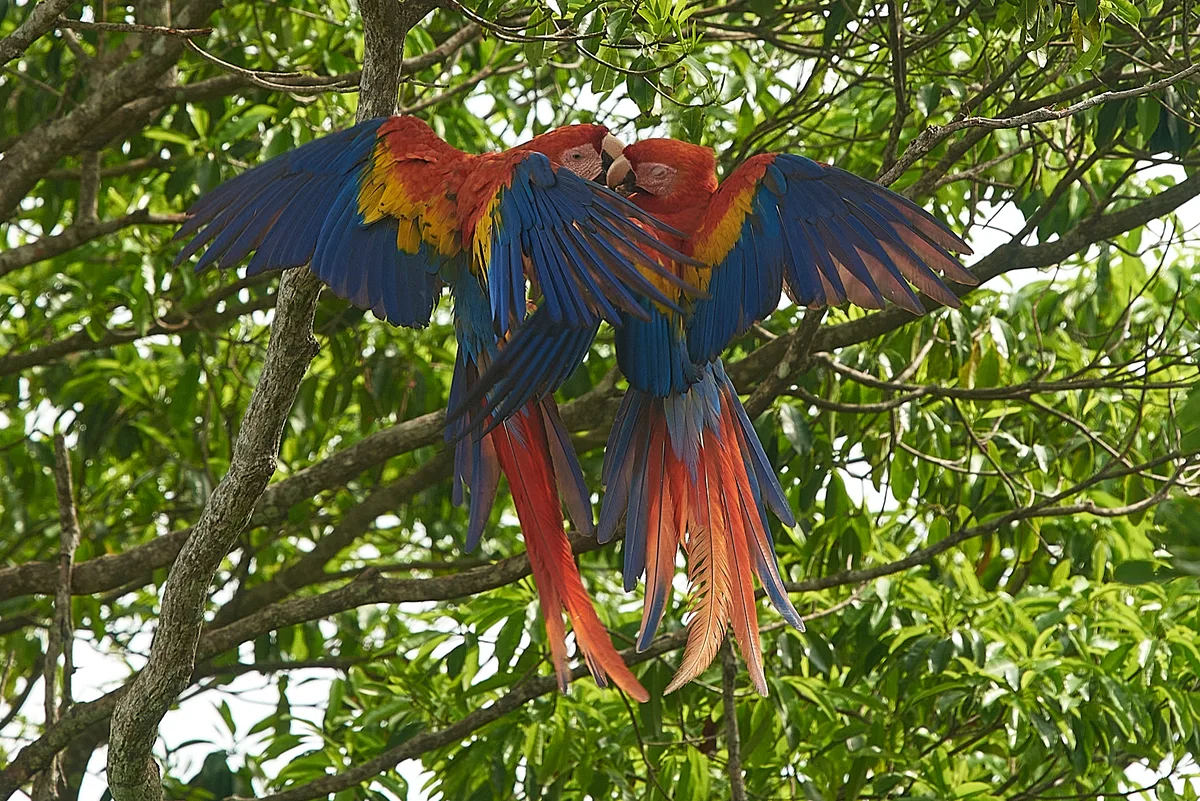 Auf einem Baum sitzt ein Papageienpaar, das rote und blaue Federn trägt.