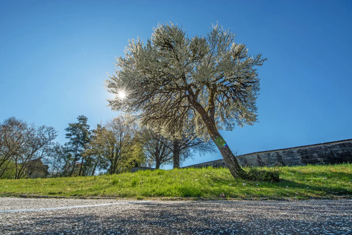 Weisse Blütenblätter wie Konfetti an der Fasnacht: Diese Szenerie hat unser Fotograf an der Breitenhofstrasse in Rüti entdeckt. Das Bild zeigt einen blühender Baum und viele weisse Blüten auf der Strasse.
