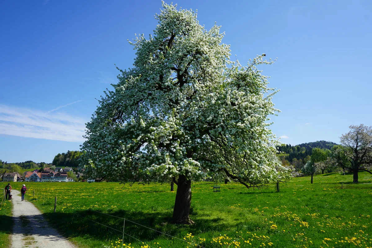 Ein blühender Obstbaum auf einer Wiese.