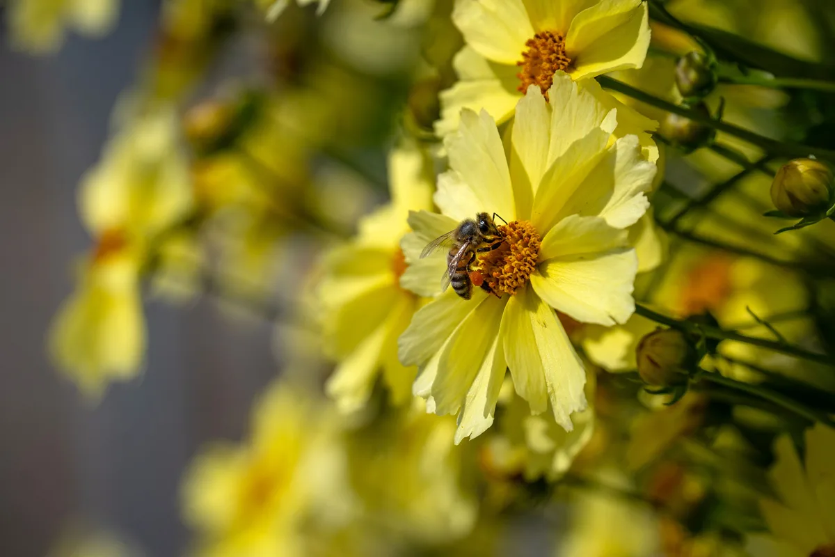 Für die Obstbaumblüte war der April 2026 ideal. Harten Frost gab es nicht, und dank dem sonnigen Wetter waren die Bienen oft unterwegs. Das Foto zeigt eine Biene in einer Blüte.