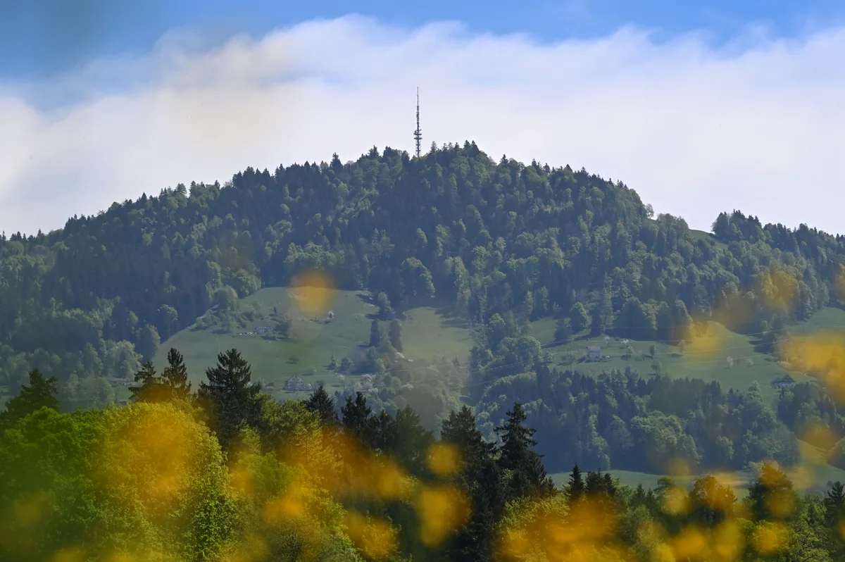 Und plötzlich präsentieren sich die Laubbäume wieder in Grün. Blick auf den Bachtel.