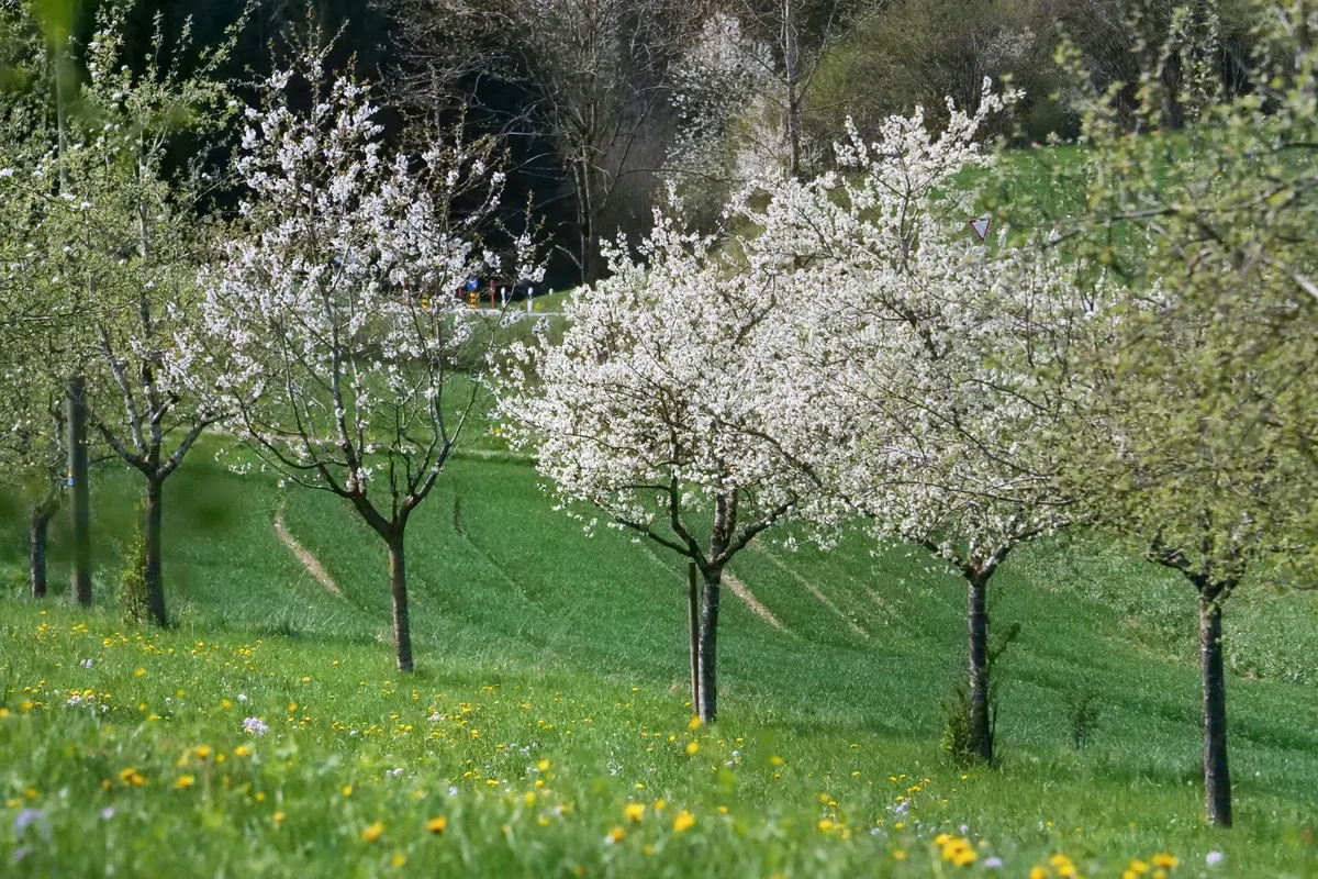 In Schlatt standen in der zweiten Aprilhälfte die Bäume in voller Frühlingsblüte. Blühende Bäume auf einer Wiese.
