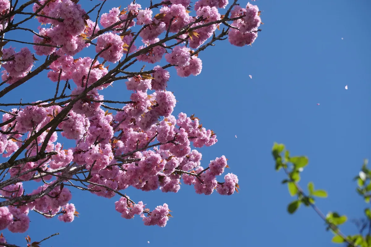 Ein blühender Baum.