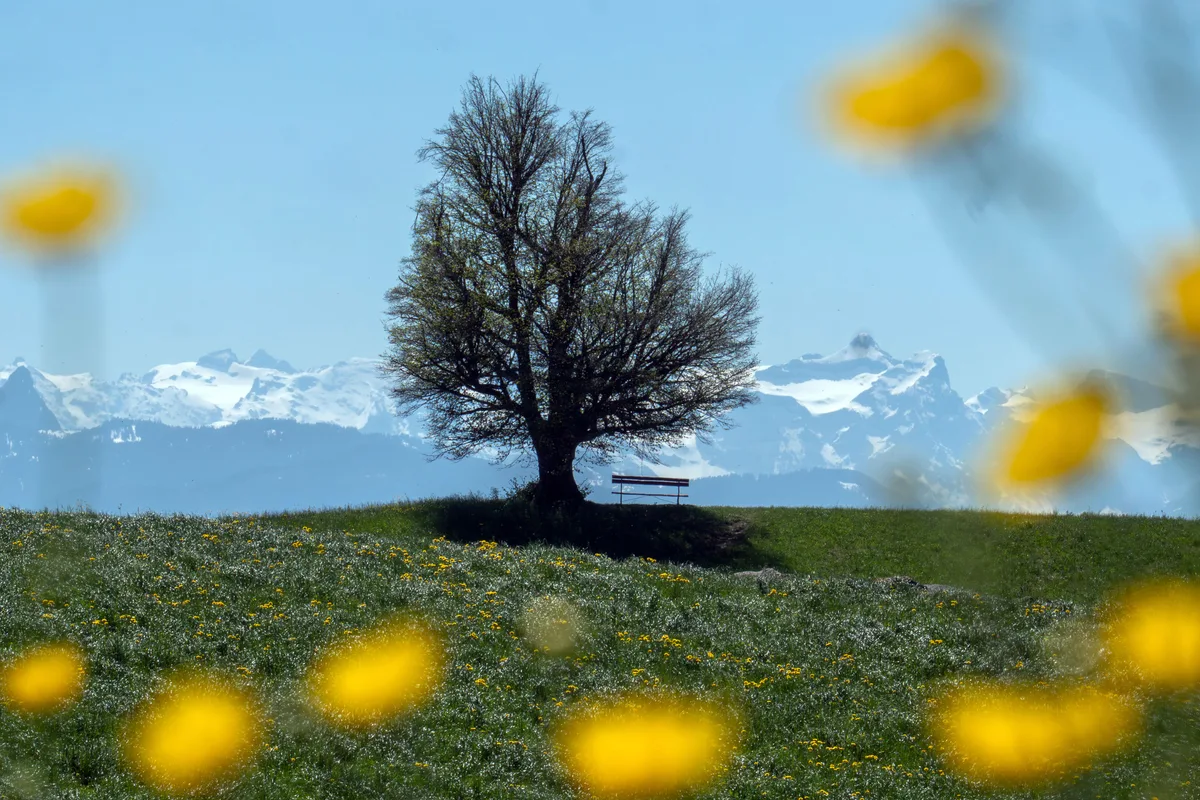 In Bäretswil lässt sich die Frühlingsluft vor einer eindrucksvollen Bergkulisse besonders gut genießen.