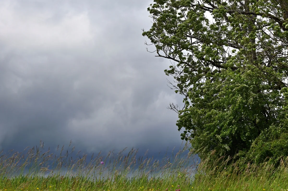 In der zweiten Maiwoche machten die Eisheiligen ihrem Namen alle Ehre. Immer wieder zogen dunkle Regenwolken übers Oberland wie hier am 11. Mai bei Billikon. Dunkle Regenwolken, rechts im Bild ein Baum.
