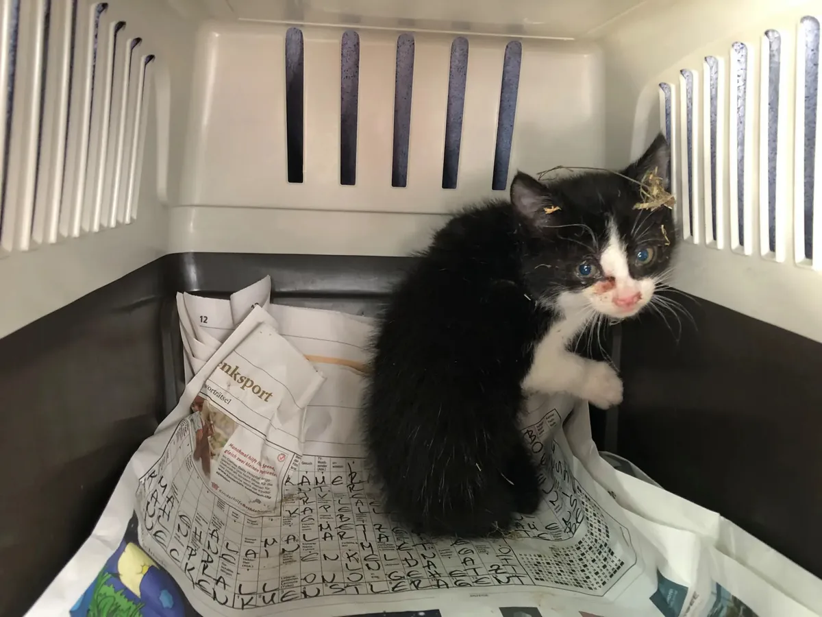 Man sieht eine Katze in einer Transportbox.