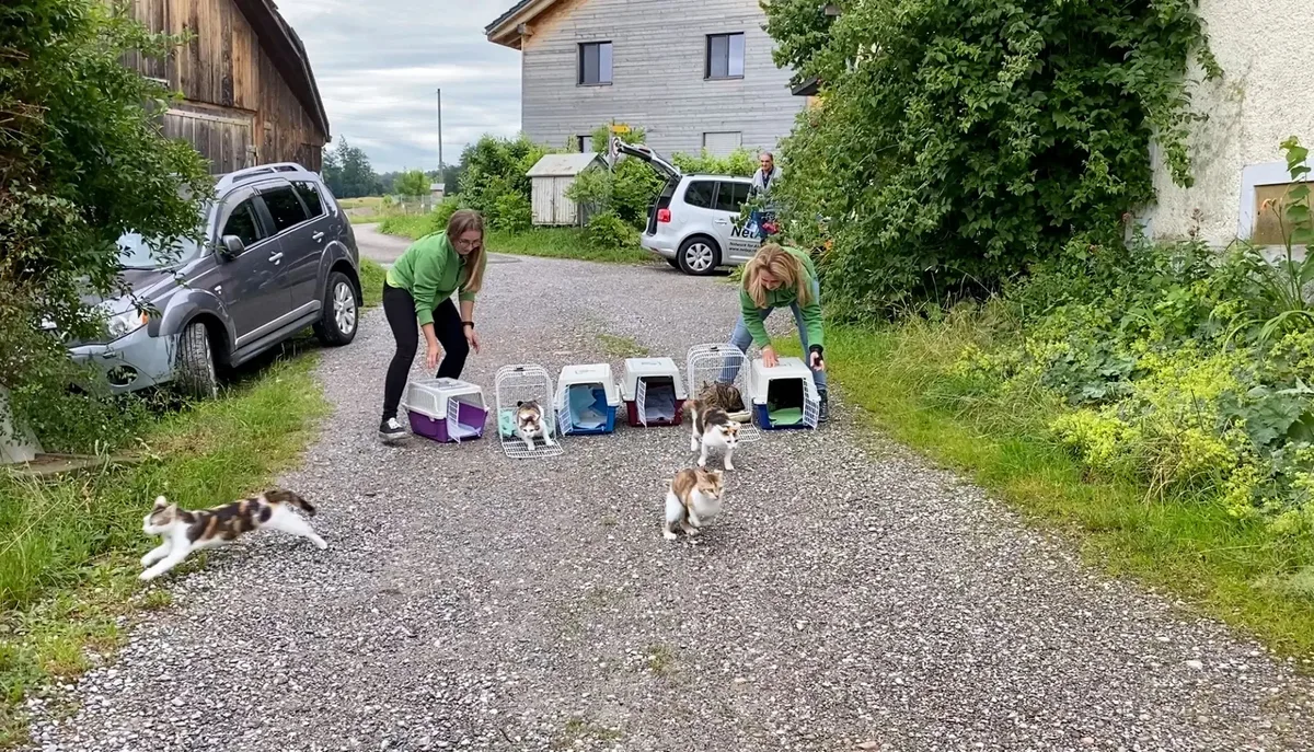Man sieht vier Katzen, die aus Transportboxen freigelassen werden.