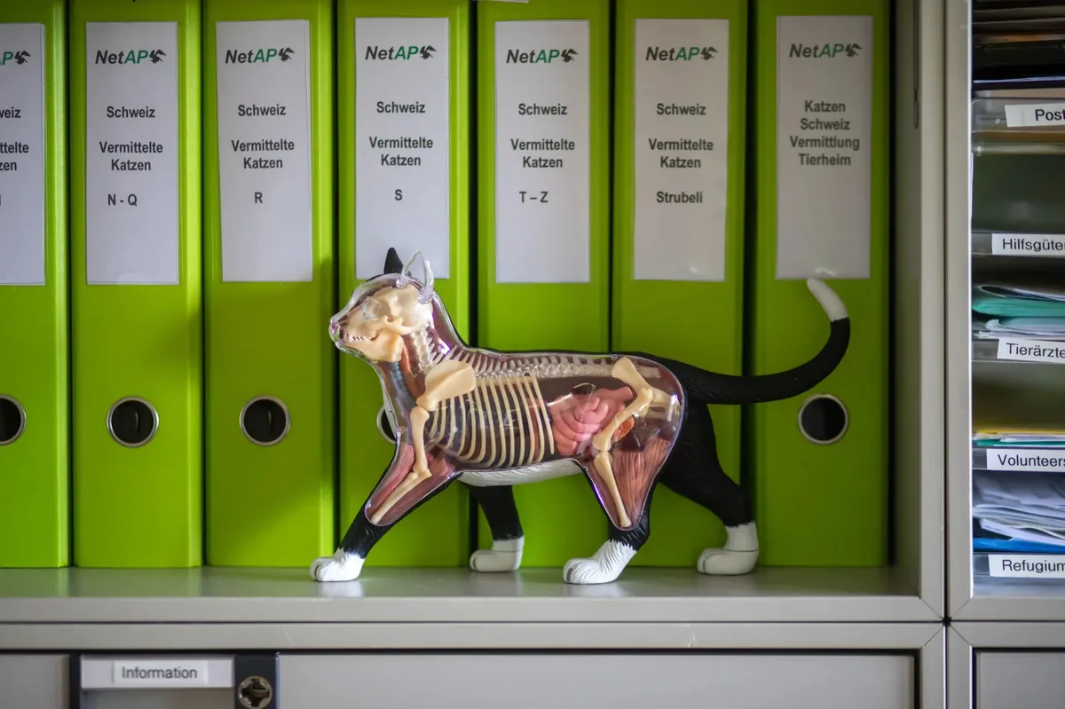 Man sieht die Anatomie einer Katze als Figur vor Büroakten.