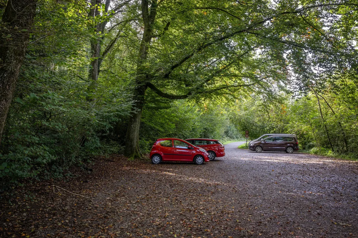 Man sieht Autos im Wald pakieren.