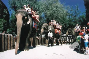 25544852-4 Das Elefantenreiten war im Kinderzoo Rapperswil jahrzehntelang eine beliebte Attraktion.