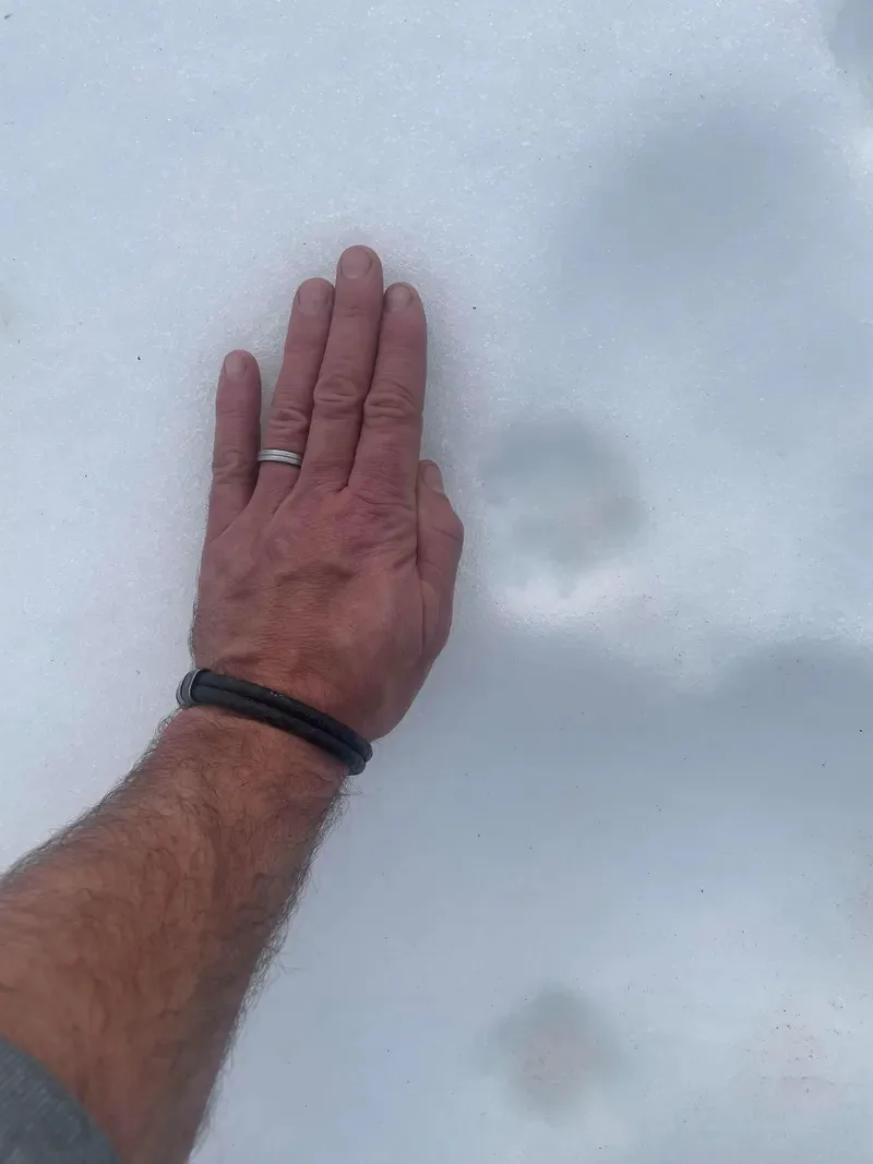 Man sieht eine Hand im Schnee, die neben einem Wolfabdruck liegt.