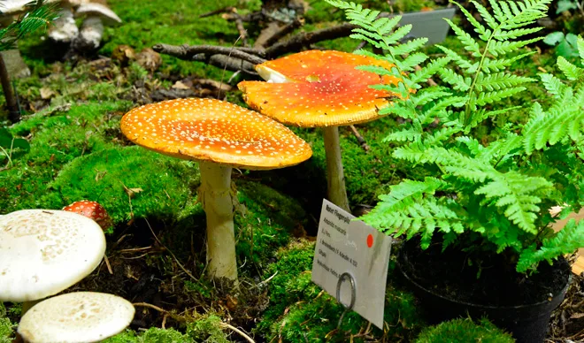 Der Fliegenpilz wurde früher in Milch eingelegt, um Fliegen zu beseitigen: Infos wie diese erhält man an der Pilzausstellung. Fotos von der PIlzausstellung in Wald für Vereinsbeitrag.