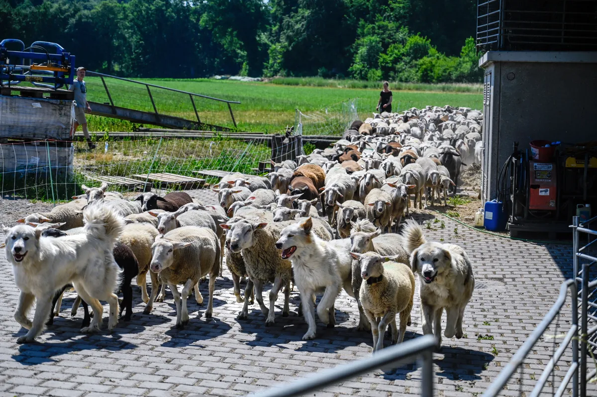 Drei Pyrenäenberghunde führen eine Gruppe Schafe an.