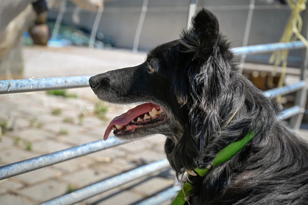 Ein schwarzer Bordercollie treibt eine Schafherde in den Lkw.