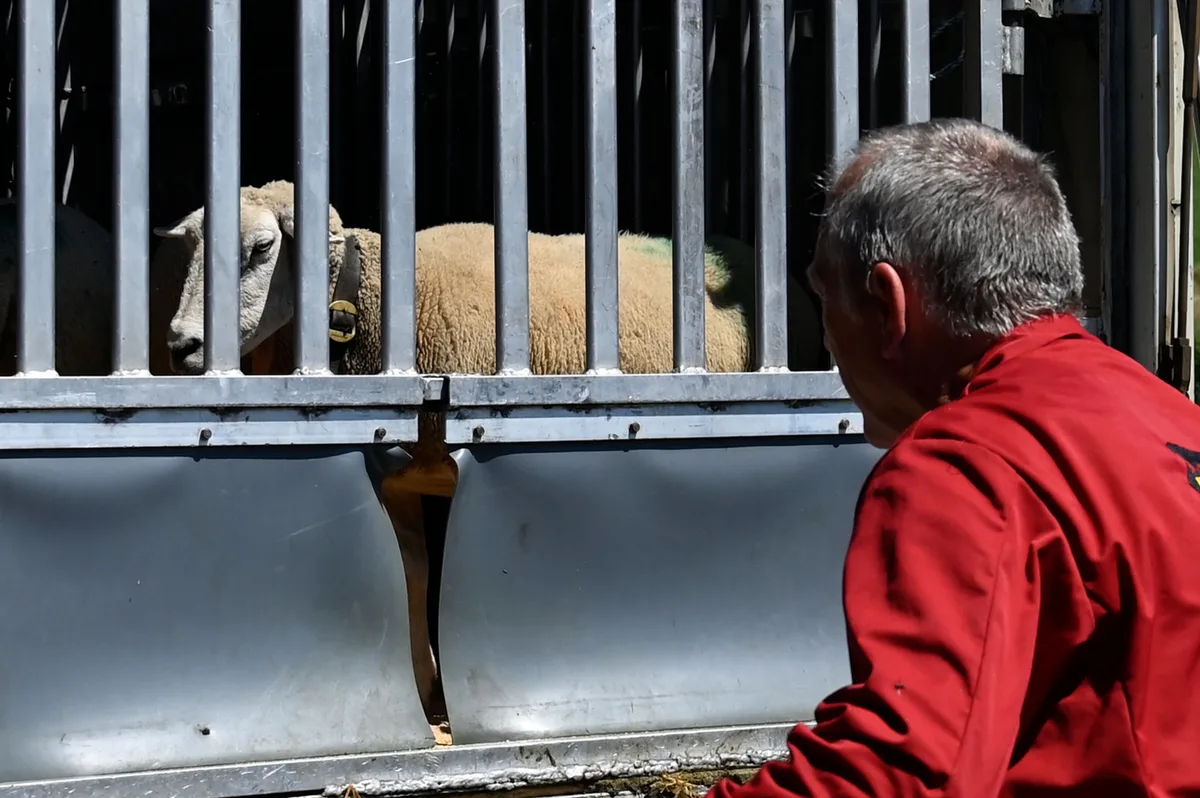 Ein Schaf blickt durch die Gitterstäbe des Tiertransporters. Der Chauffeur in einem roten Hemd steht dahinter.