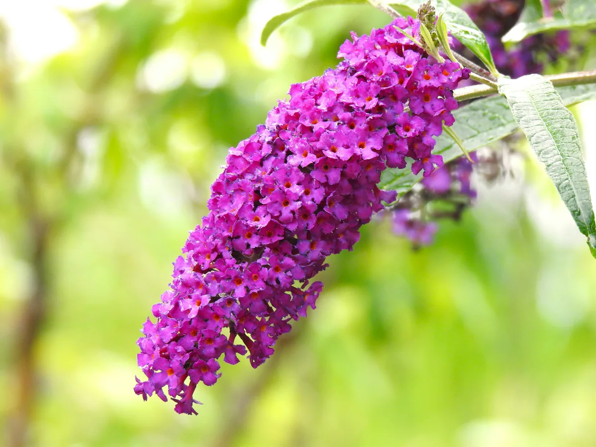 Schön, aber nicht gut für die Umwelt: Der Sommerflieder im Garten sollte besser ersetzt werden. Man sieht eine violette Blüte.