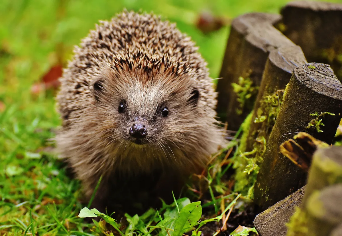 Igel erwachen aus dem Winterschlaf - oder sind gar nicht erst eingeschlafen.