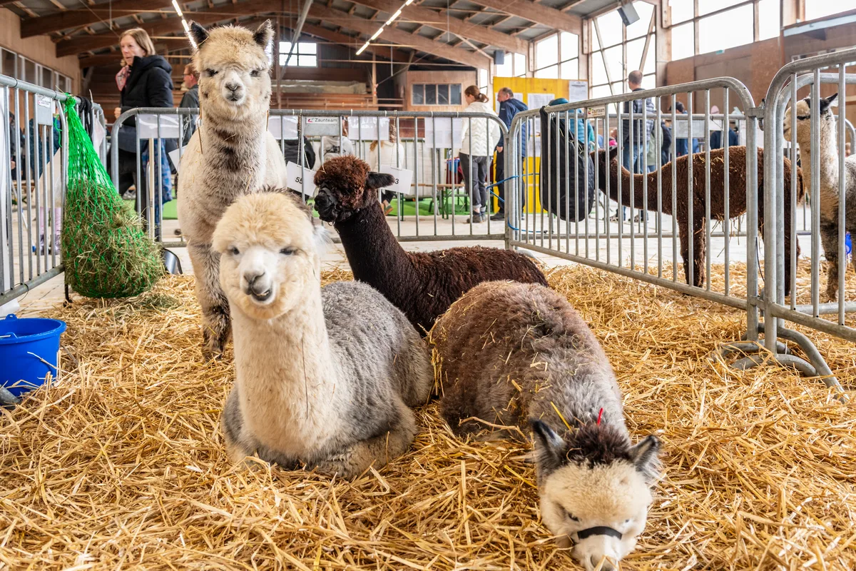 Gruppenfoto im Gehege. Vermutlich träumen sie von ihrer grünen Weide, ohne auf der sie nicht vom Publikum bedrängt werden. An der alljährlichen Alpakashow in Uster wurden 140 Tiere bewertet und ausgezeichnet.