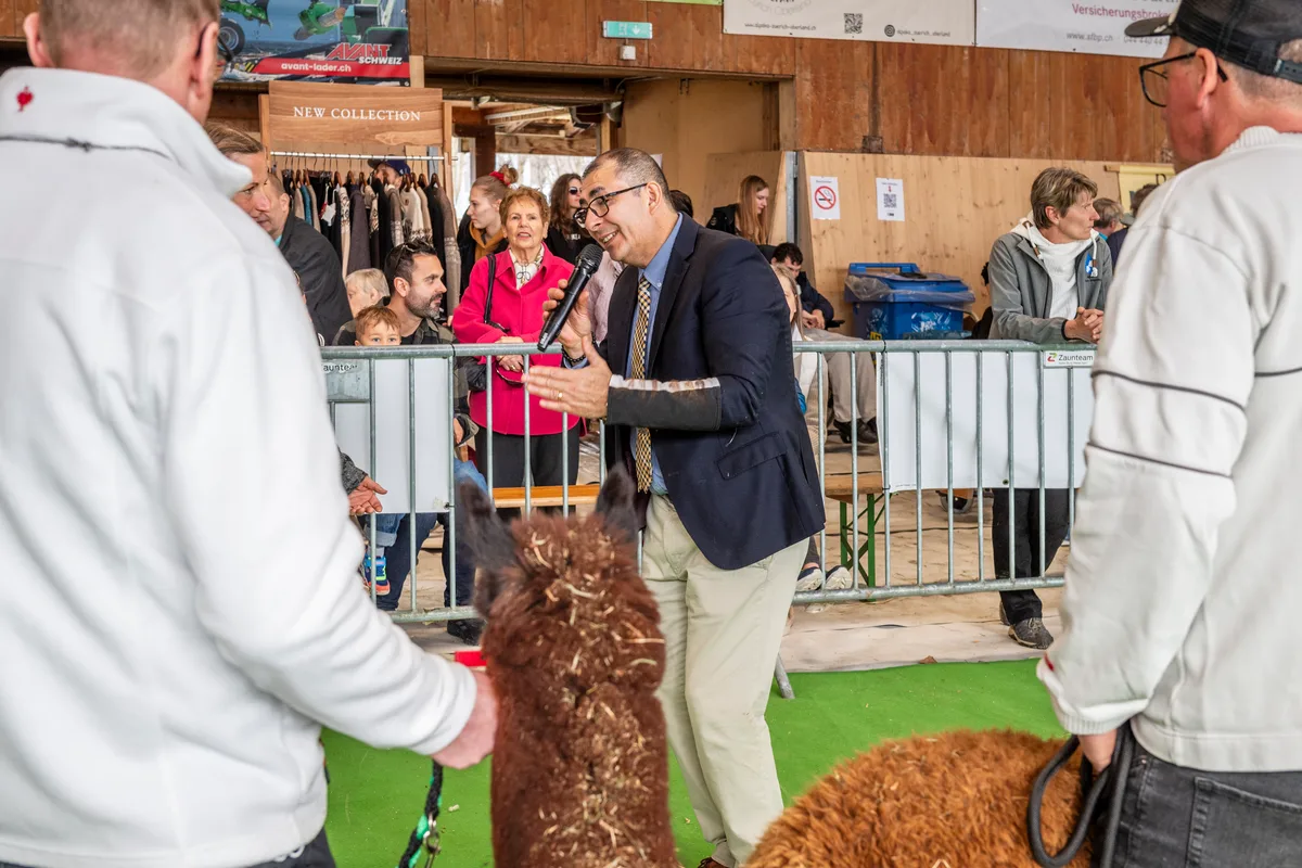 Dem gebürtigen Peruaner Arturo Pena wurde das Alpaka-Gen in die Wiege gelegt. Professionell bewertet er an diesem Wochenende alle Tiere in der Reithalle. An der alljährlichen Alpakashow in Uster wurden 140 Tiere bewertet und ausgezeichnet.