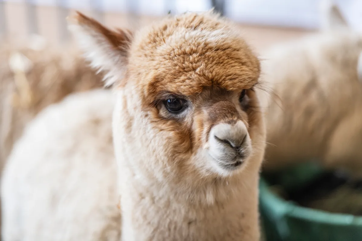 Ob sich dieses halbwüchsige Fohle seines Knuddel-Effekts bewusst ist? An der alljährlichen Alpakashow in Uster wurden 140 Tiere bewertet und ausgezeichnet.