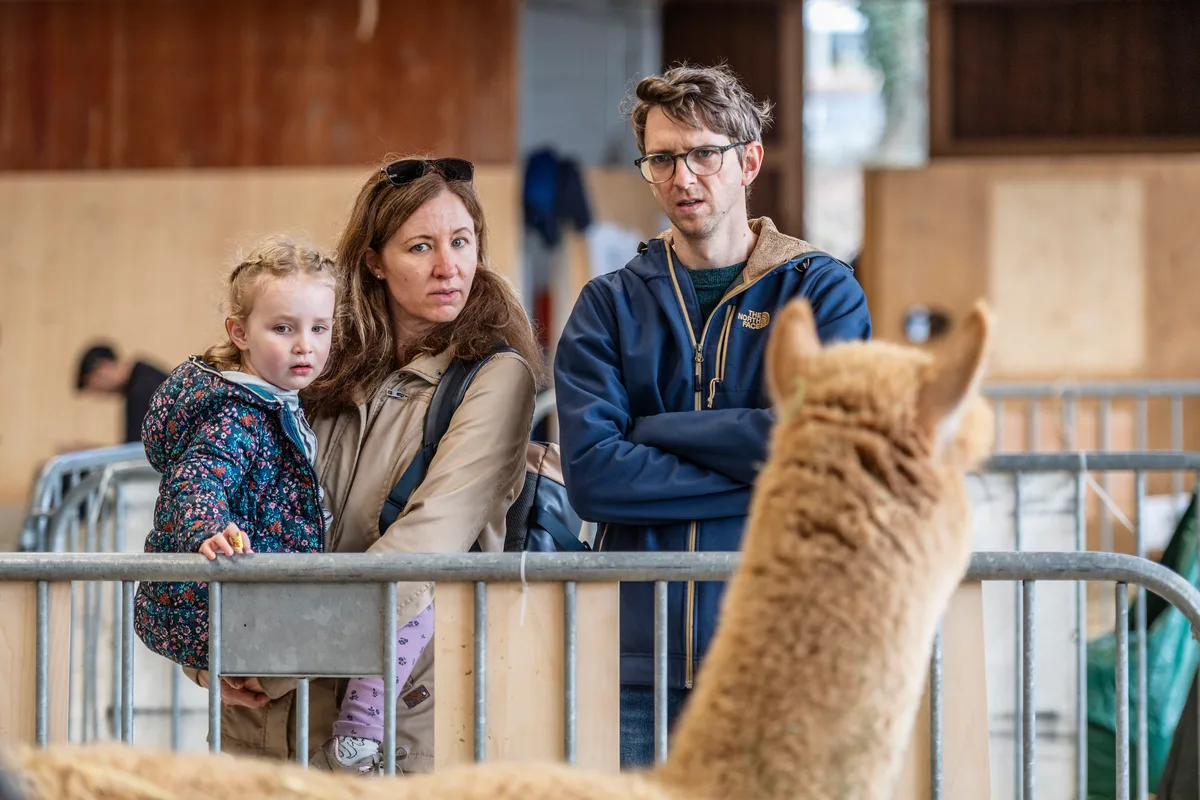 Familie Kolp aus Uster würde am liebsten ein Alpaka als Haustier halten, leider nur eine Träumerei. An der alljährlichen Alpakashow in Uster wurden 140 Tiere bewertet und ausgezeichnet.