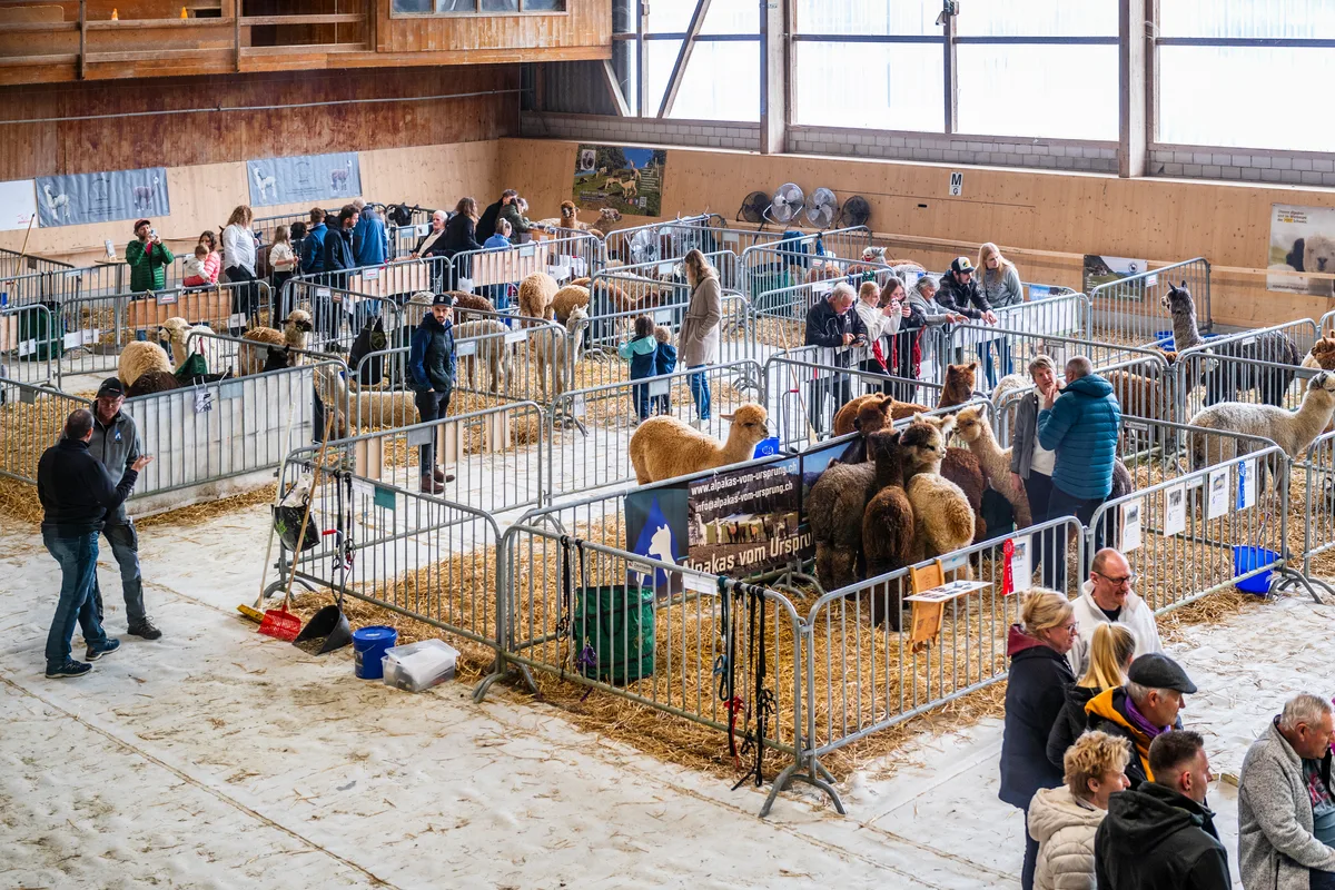 Gut 140 Tiere sind zur diesjährigen Alpakashow angetreten. Die Züchter kommen aus der ganzen Schweiz. An der alljährlichen Alpakashow in Uster wurden 140 Tiere bewertet und ausgezeichnet.