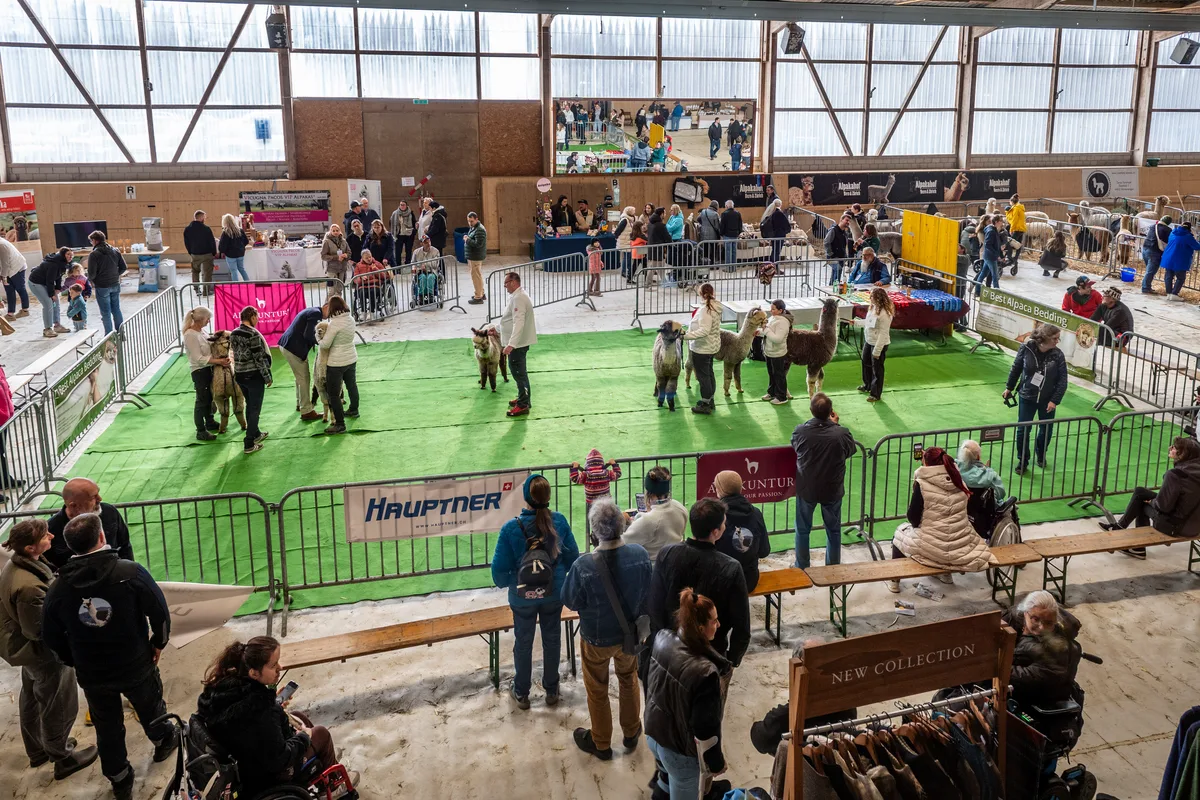 Im Ring werden die Tiere nach Farbe sortiert bewertet und ausgezeichnet. An der alljährlichen Alpakashow in Uster wurden 140 Tiere bewertet und ausgezeichnet.