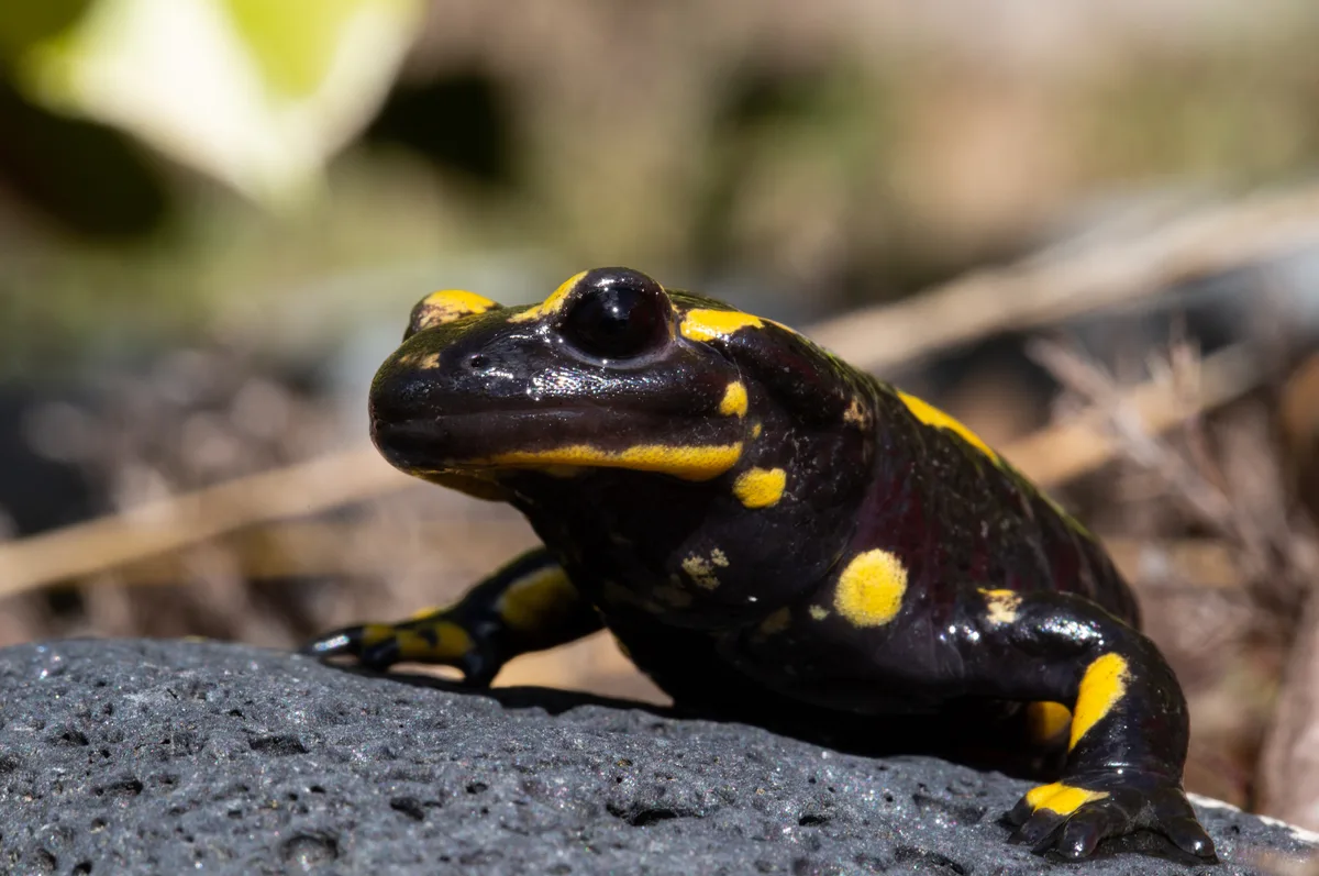 Feuersalamander Feuersalamander