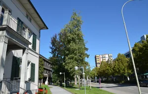 Dieser Birke vor dem Wetziker Stadthaus ist krank – und muss deshalb weichen. Dieser Birke vor dem Wetziker Stadthaus ist krank – und muss deshalb weichen.