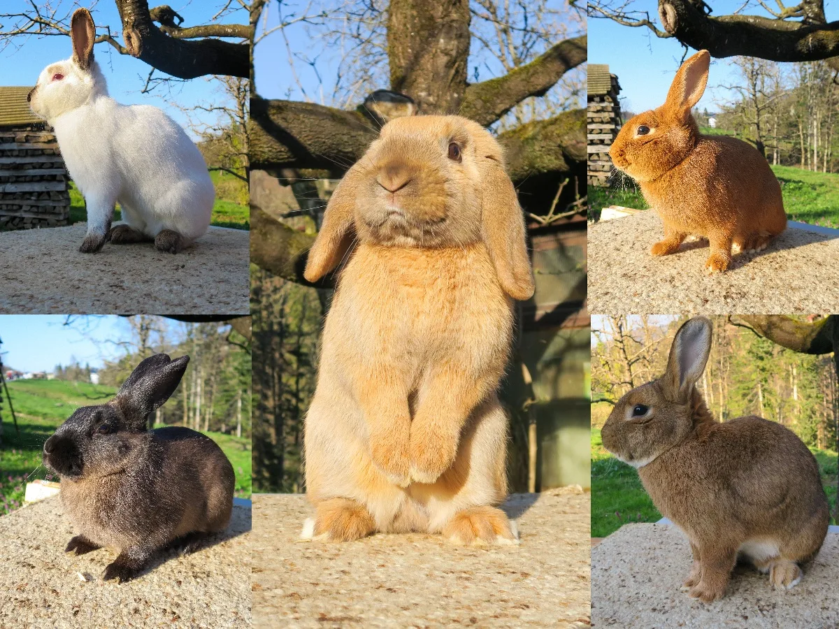Diese Kaninchen sind als Osterhasen unterwegs. Diese Kaninchen sind als Osterhasen unterwegs.