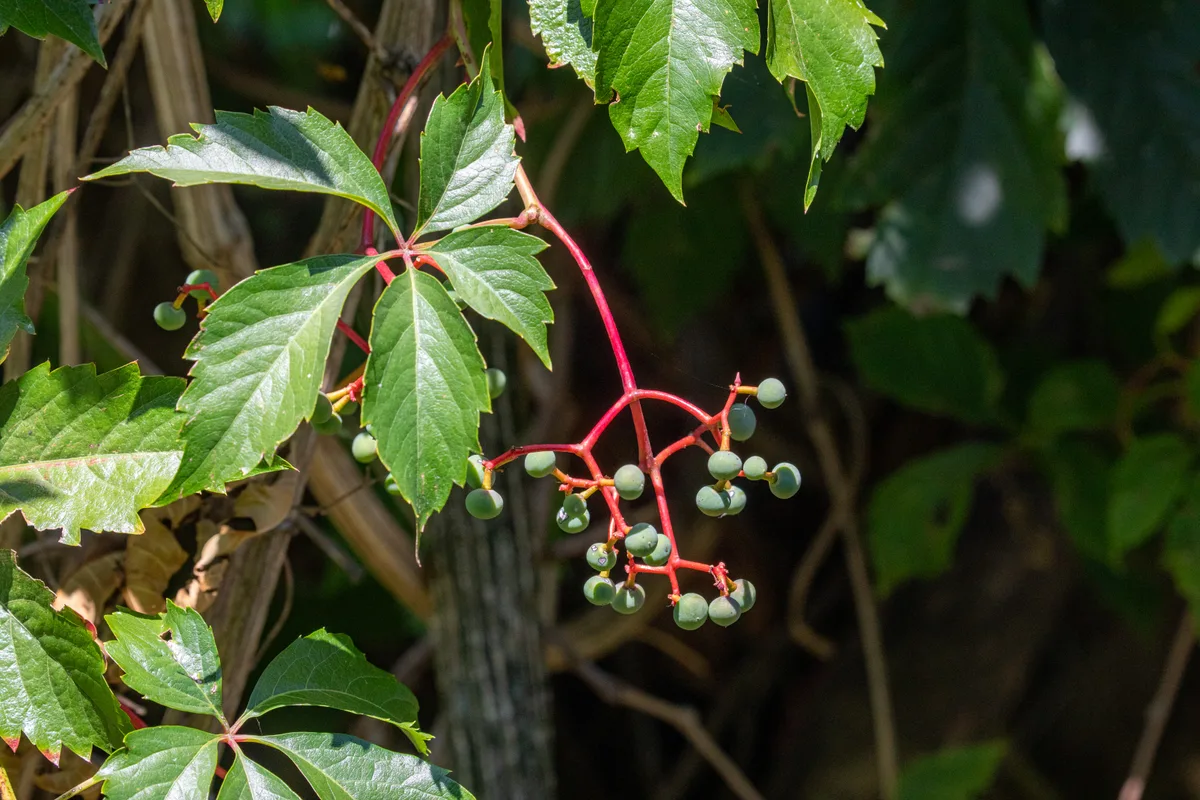 Eine wilde grüne Pflanze mit roten Stängeln und unreifen, grünen Beeren in einem dichten Wald.