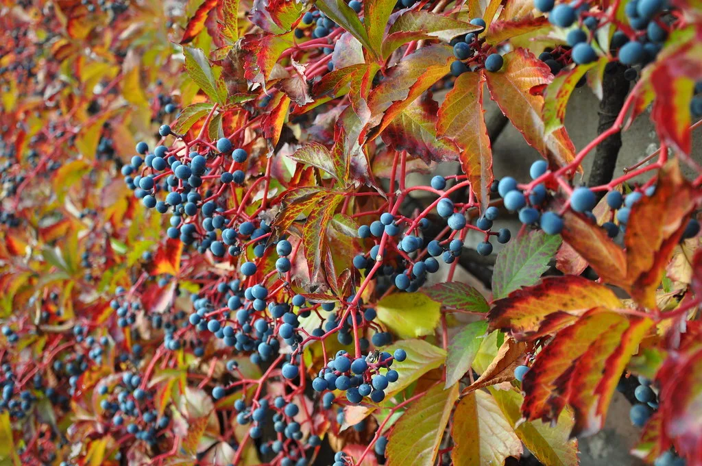 27540850-4 Typisch gelbrote Herbstfärbung einer Jungfernrebe mit blauschwarzen Beeren.