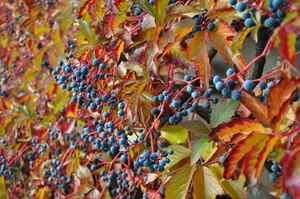 27540850-4 Typisch gelbrote Herbstfärbung einer Jungfernrebe mit blauschwarzen Beeren.