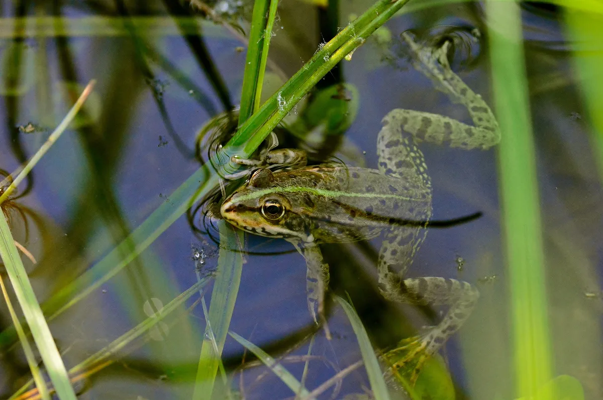 Ein Frosch sitzt in einem Biotop.